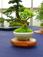 Scottish_Bonsai_Show_2012